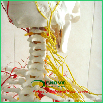 SKELETON02 (12362) Medical Science Human Full Size 170/180cm Neurovascular Skeleton Anatomical Models